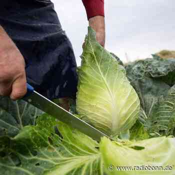 Spitzkohl lässt sich gut aufbrauchen - Radio Bonn / Rhein-Sieg - radiobonn.de
