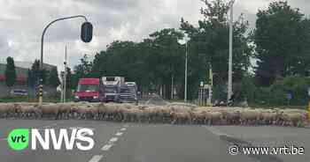 Verkeer in Beerse houdt even halt voor schapenstoet - VRT NWS