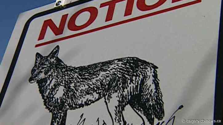Aggressive coyotes attack dog and its owner in Calgary's Fish Creek Provincial Park