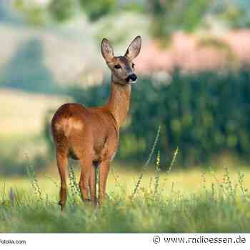 Rehkitzrettung in Essen mit neuer Technik - Radio Essen