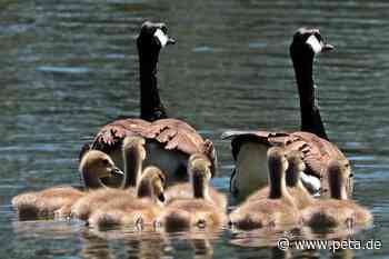 Warum Sie niemals Gänseeier essen sollten - PETA Deutschland e.V.