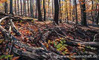Waldboden: Wenn Mikroben übers Essen streiten - wissenschaft.de