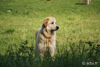Près de Lyon. Ils jettent des croquettes empoisonnées dans des jardins, deux chiens morts - actu.fr