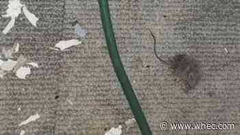 Will NYS step-up nursing home and assisted living facility inspections post-COVID?