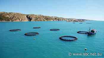 Plans to take West Australian barramundi to the world with Kimberley farm fish expansion - ABC News