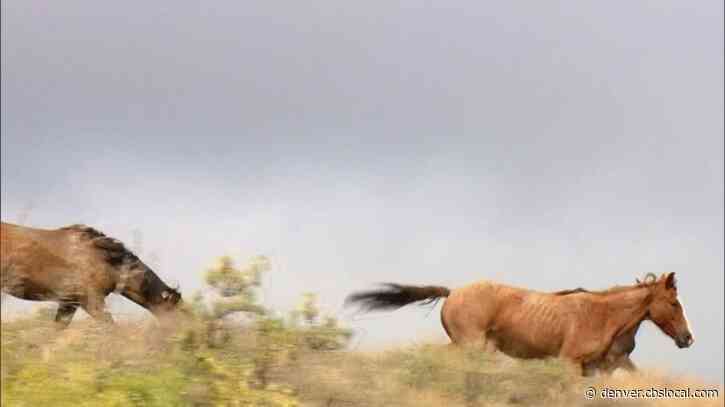 Mustangs Used For Wildfire Mitigation? Rancher Proposes Possible Solution To Wild Horse Debate