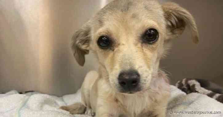 Chihuahua Puppy Survives Being Shot Through the Neck with an Arrow; Now She's Looking for a Home