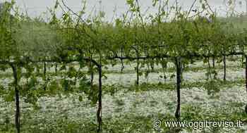 Oderzo-Motta, il maltempo flagella vigneti, ma anche coltivazioni di mais e soia - Oggi Treviso