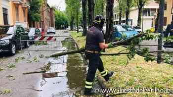 Una mazzata per i campi di grano "Chicchi di grandine come noci" - il Resto del Carlino