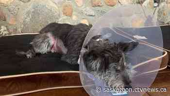 Saskatoon man says three dogs ‘tried to kill his dog’ at off-leash dog park