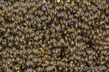 15,000 Swarming Bees Were Removed from Equipment at Armstrong International Airport - Thrillist