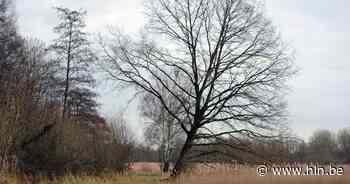 Kampenhout deelt bomen uit | Kampenhout | hln.be - Het Laatste Nieuws