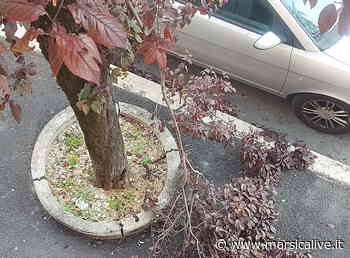 Alberi non potati su via Pagani ad Avezzano, i residenti sollecitano interventi (foto) - MarsicaLive