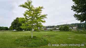 Einige Flächen in Koblenz werden nicht mehr gemäht: Hohes Gras soll Bäumen das Leben erleichtern - Rhein-Zeitung