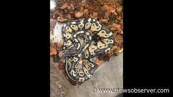 African pythons dumped in NC forest before mushroom hunter discovers cage, group says - Raleigh News & Observer