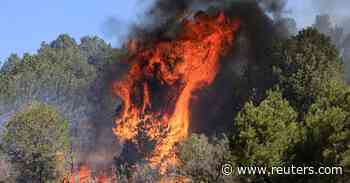 Forest Service says it started all of New Mexico's largest wildfire - Reuters