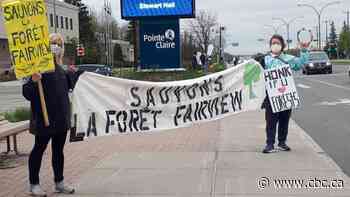 Working to save an urban forest gave me back my confidence - CBC.ca