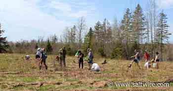 MOPC and Pictou County Forest School plant over 2,000 trees - Saltwire