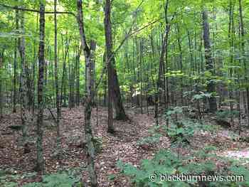 Mini-forest to be planted at Wiltshire Park - BlackburnNews.com