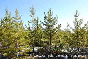 BC adds $4M to Indigenous Forest Bioeconomy Program - Canadian Biomass