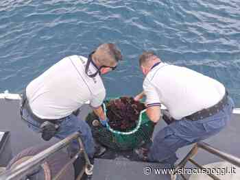 Pescavano ricci di mare nonostante il fermo biologico: sequestrati 300 esemplari - SiracusaOggi.it