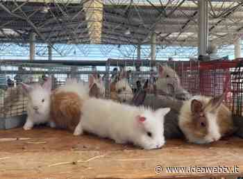 Cuneo, al MIAC c’è il grande ritorno del “Mercatino dei piccoli animali” - IdeaWebTv