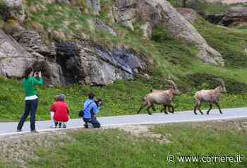 Valsavarenche, il borgo dei camosci dove il Gran Paradiso farà cento - Corriere della Sera