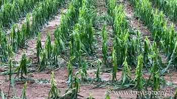 Maltempo: «Danni per cento milioni di euro alle colture trevigiane» - TrevisoToday