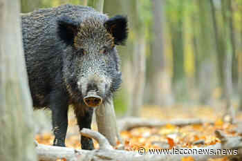 CINGHIALI, ANCHE SUL LARIO “SITUAZIONE INSOSTENIBILE”. COLDIRETTI: “È UN'EMERGENZA” - Lecconews