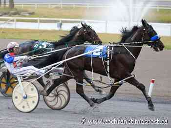Century Downs hosts major horse racing stakes event for pacers - Cochrane Times Post