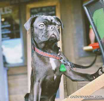 Take your doggo to the restaurant patio - CochraneNow.com