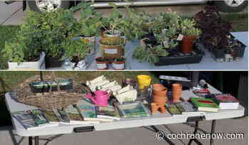Plant sale fundraiser this weekend - CochraneNow.com