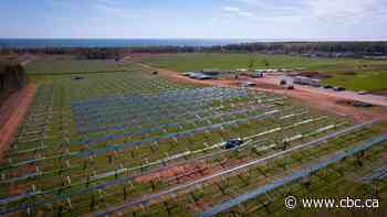 Summerside's $69M solar farm taking shape - CBC.ca