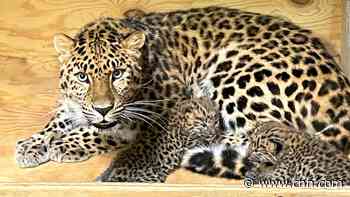 Zoo welcomes birth of two critically endangered leopards