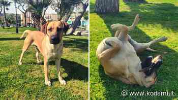 Mamy, il primo cane di quartiere di Bacoli è stata adottata - Kodami