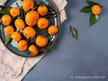Como plantar e cultivar a Clementina? Veja dicas para acompanhar todo o desenvolvimento da fruta - EmaisMT