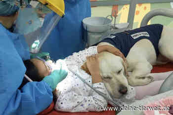 Beim Zahnarzt: Hund Aldo beruhigt Kinder bei der Behandlung - DeineTierwelt Magazin
