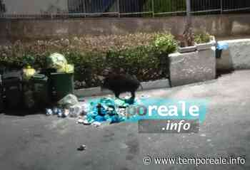 Formia / Cinghiali tra i rifiuti in via Solaro: timore tra i residenti, la necessità di contromisure [VIDEO] | temporeale quotidiano - Temporeale Quotidiano