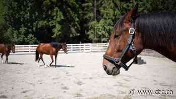 Kamloops ranch that refused vaccinated guest but kept their deposit now says they'll issue $3.2K refund - CBC.ca