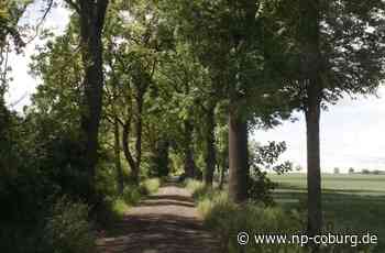 Am Rödentaler „Schleifer“ - Fast alle Bäume in der Allee müssen weg - Neue Presse Coburg