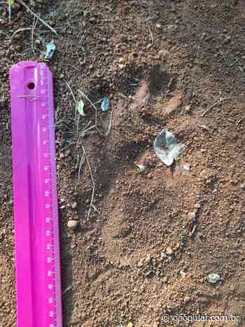 Bicho visto em Trindade não é uma onça, revela Ibama - O Popular