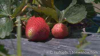 Spring weather causes tricky season for Virginia Beach strawberry farmers