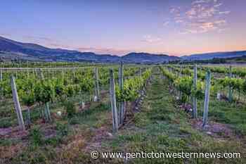 Quails' Gate Winery buys vineyard site in Oliver – Penticton Western News - Penticton Western News