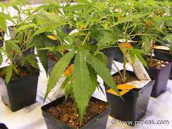 Aurora Cannabis shares fall 40% after share sale amendment - Powell River Peak