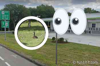 Fall River Drivers Warned to Watch For Geese - fun107.com