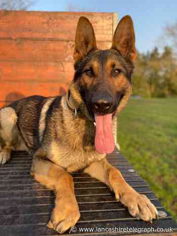 Accrington: PD Boomer drags handler after criminal