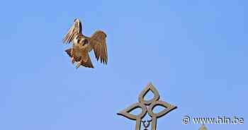 Oudenaardse slechtvalken krijgen eigen kijkdag | Oudenaarde - Het Laatste Nieuws
