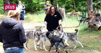 Raunheim: Wie kommt Ruhe ins Rudel? - Echo Online