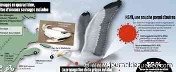 La souche H5N1 sous surveillance