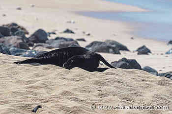 Meet Oahu’s newly named monk seal pups, Laki and Maka‘u‘ole